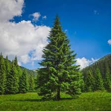 Pine Bar
